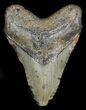 Bargain Megalodon Tooth - North Carolina #45507-1